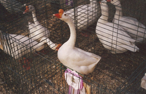White China gander White China gander